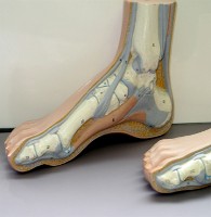 foot model