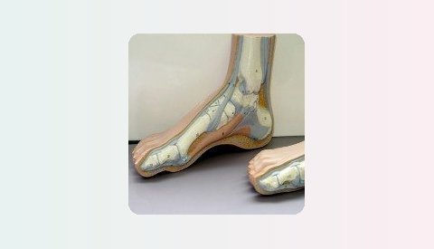 Anatomical model of the bones of the foot